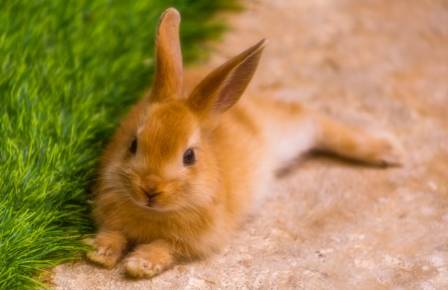 Cutest Rabbit Breeds