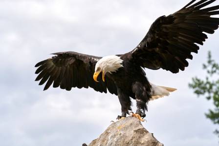 Ten Essential Facts About the Bald Eagle