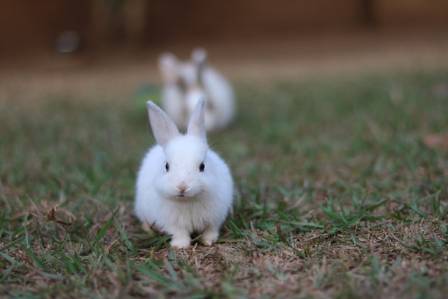 Cutest Rabbit Breeds