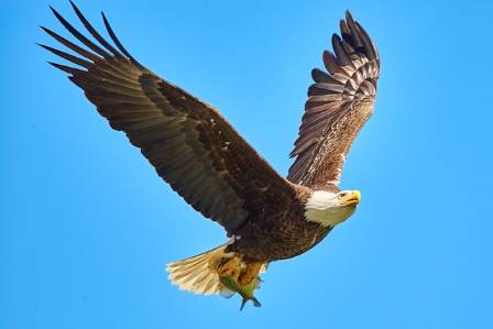 Ten Essential Facts About the Bald Eagle