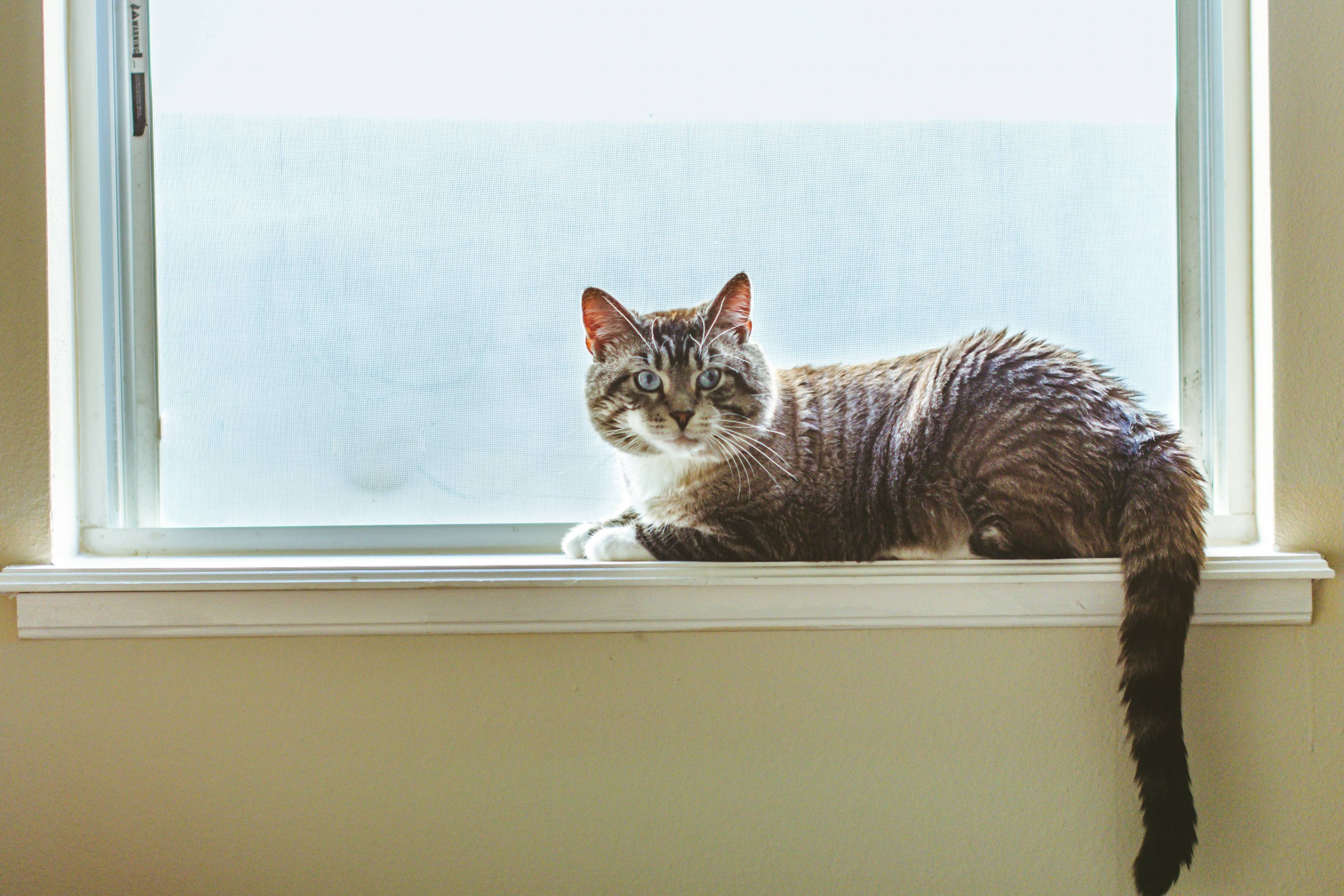 Decoding the Enigmatic "Slow Blink" of Cats