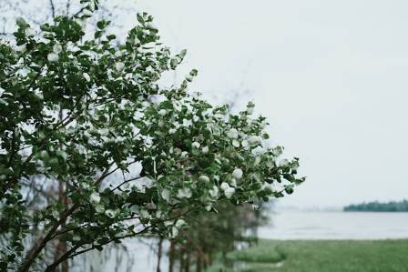 7 Coastal Trees That Flourish by the Sea