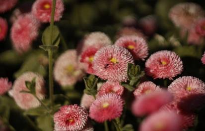 Discover the Diversity: 6 Varieties of Daisies to Illuminate Your Garden