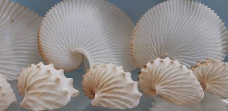 Creating Dimensional Seashell Pattern Artwork