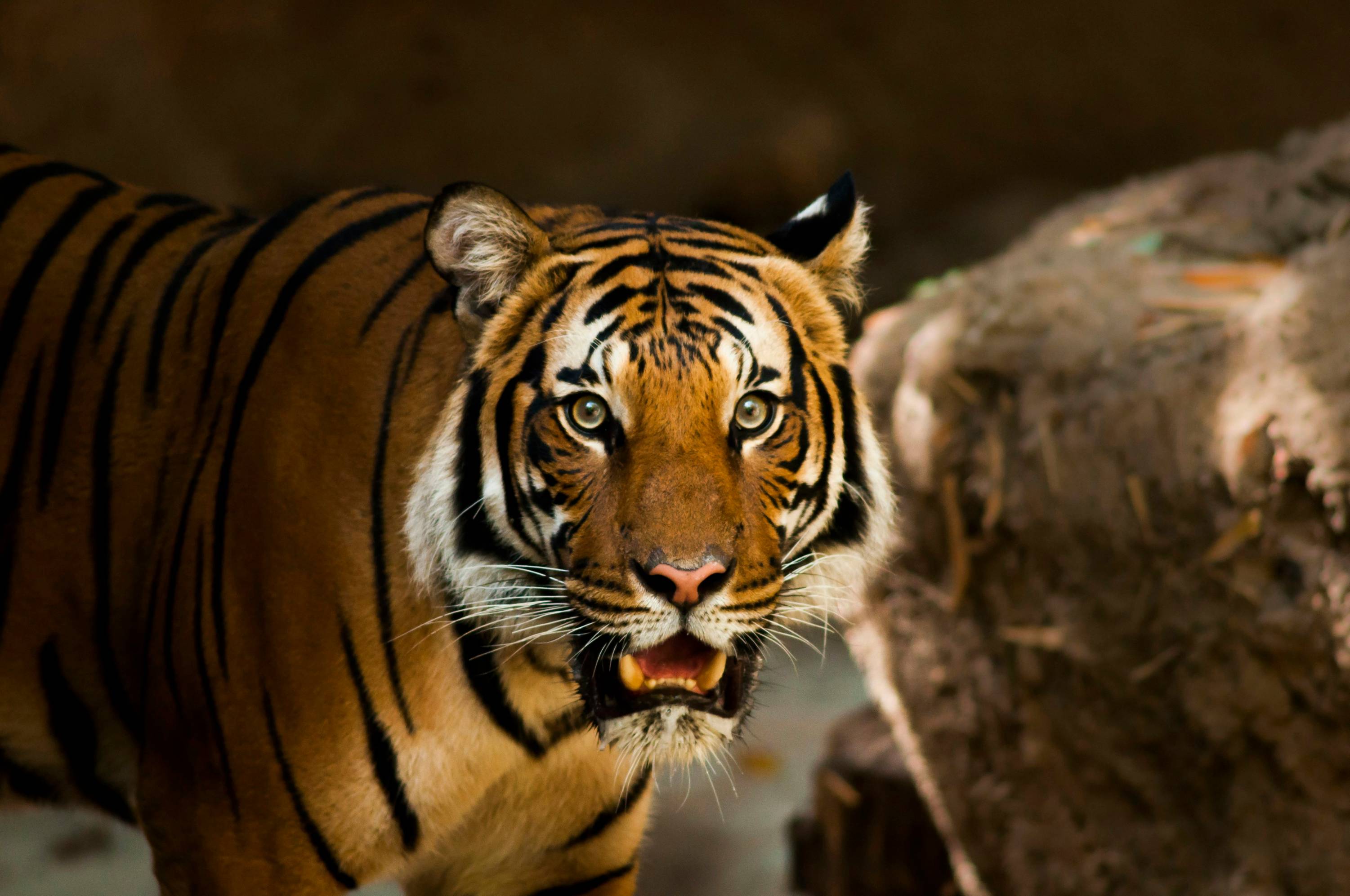 बाघों के बारे में WWF के शीर्ष 10 तथ्य