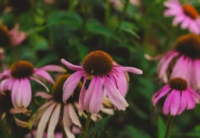 Discover the Diversity: 6 Varieties of Daisies to Illuminate Your Garden