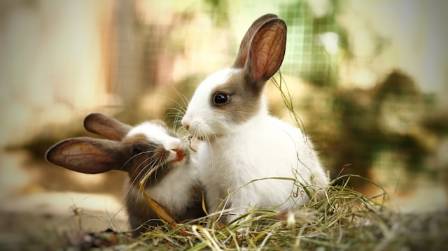 10 Fun and Fascinating Rabbit Facts