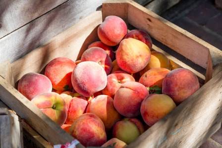 Top 10 Peach Varieties Around the Globe