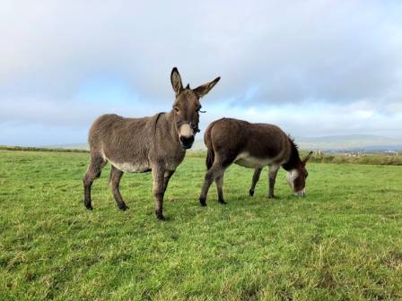 Remarkable and Little-Known Facts About Donkeys