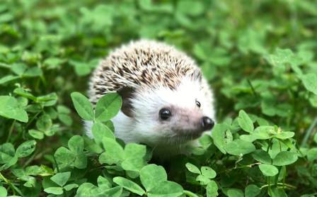 9 Must-Know Facts About Hedgehogs