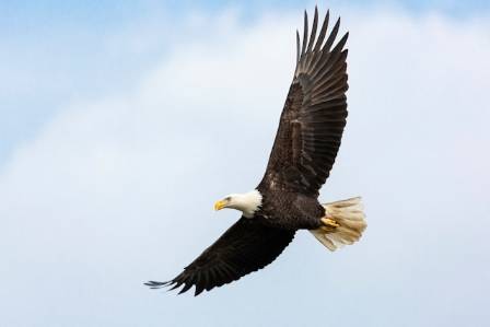 The Bald Eagle: An Emblem of North American Skies