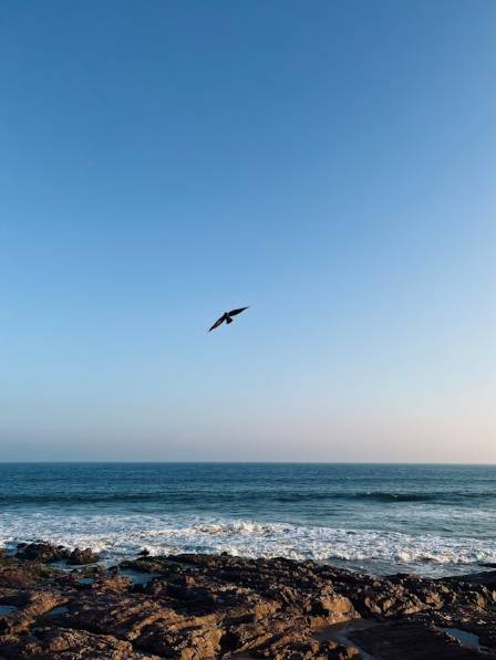 Wings over waves