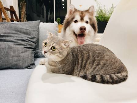 Unraveling the Charm: The Endearing Allure of Dogs and Cats