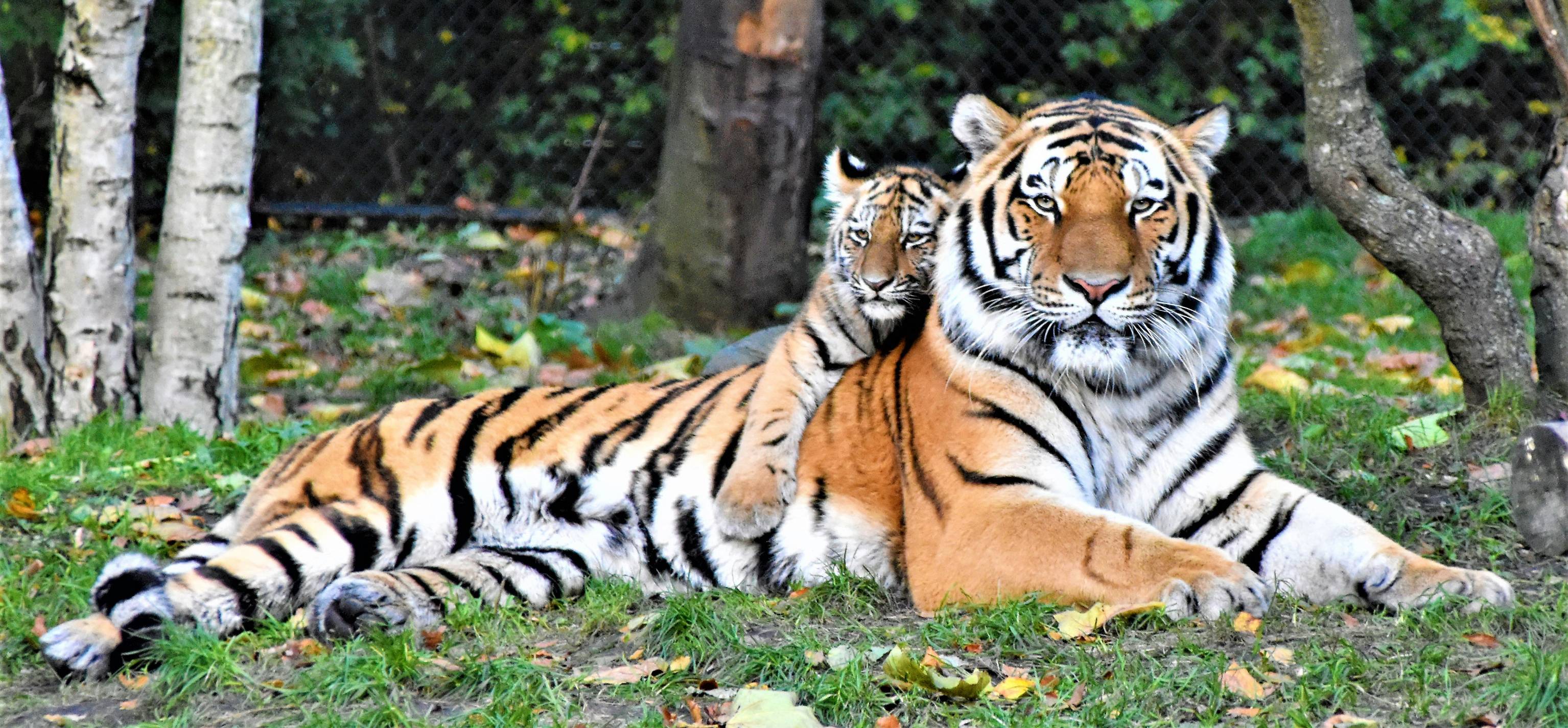Tigers: The Majestic Giants of the Felidae Family