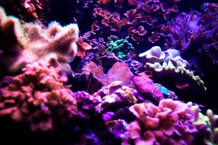 7 Vital Functions of Coral Reefs