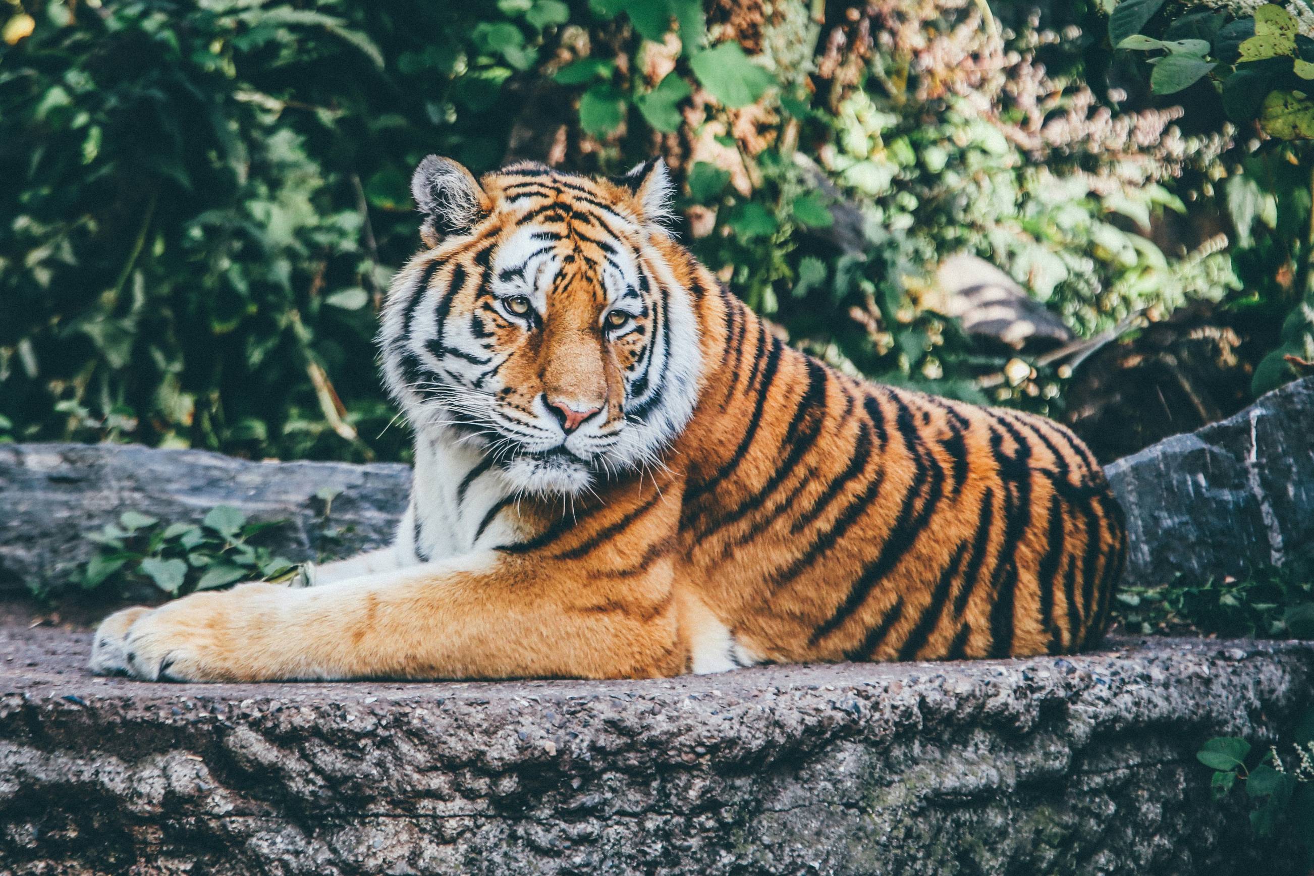 बाघों के बारे में WWF के शीर्ष 10 तथ्य