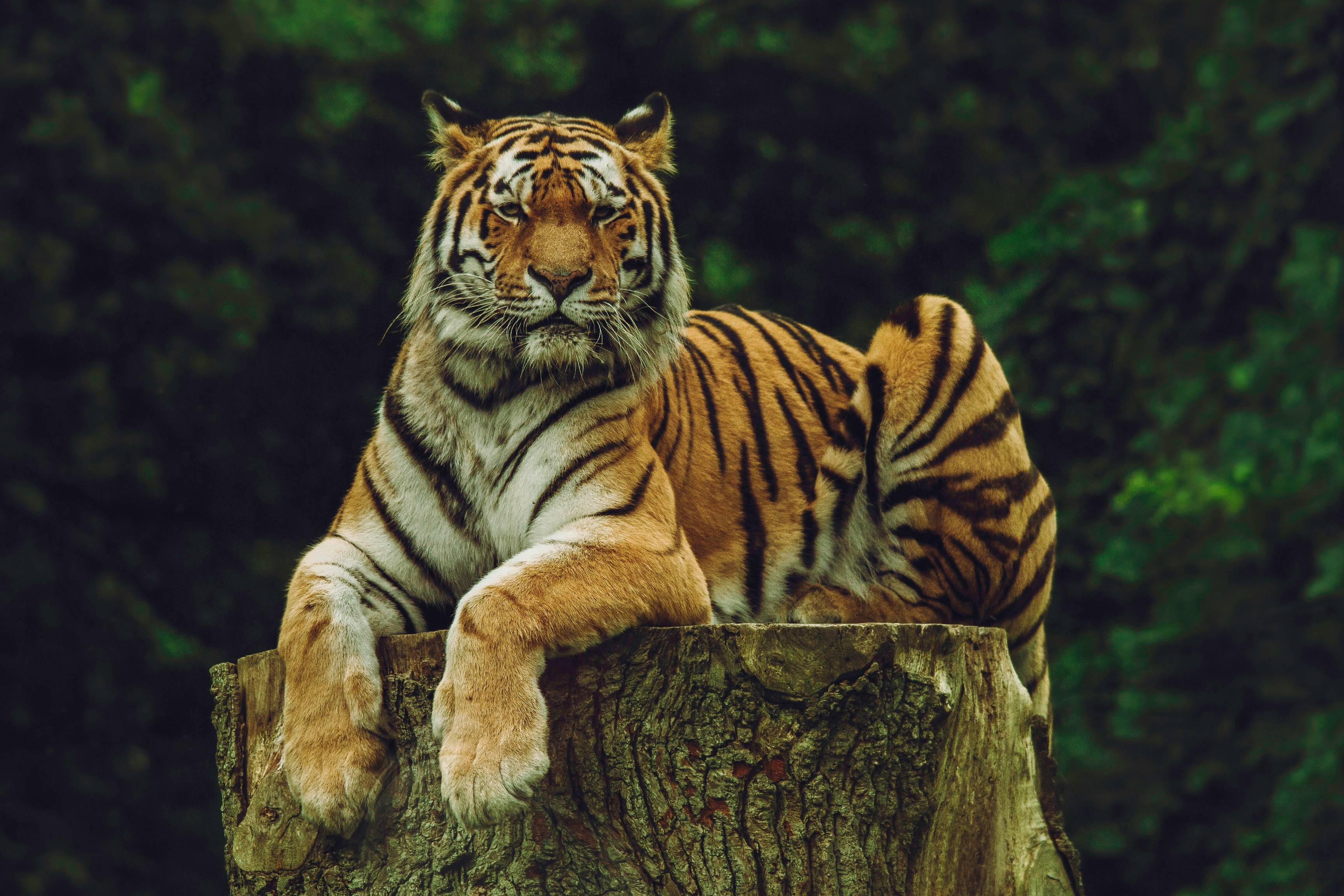 Tigers: The Majestic Giants of the Felidae Family