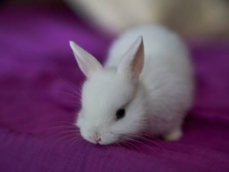 Cutest Rabbit Breeds