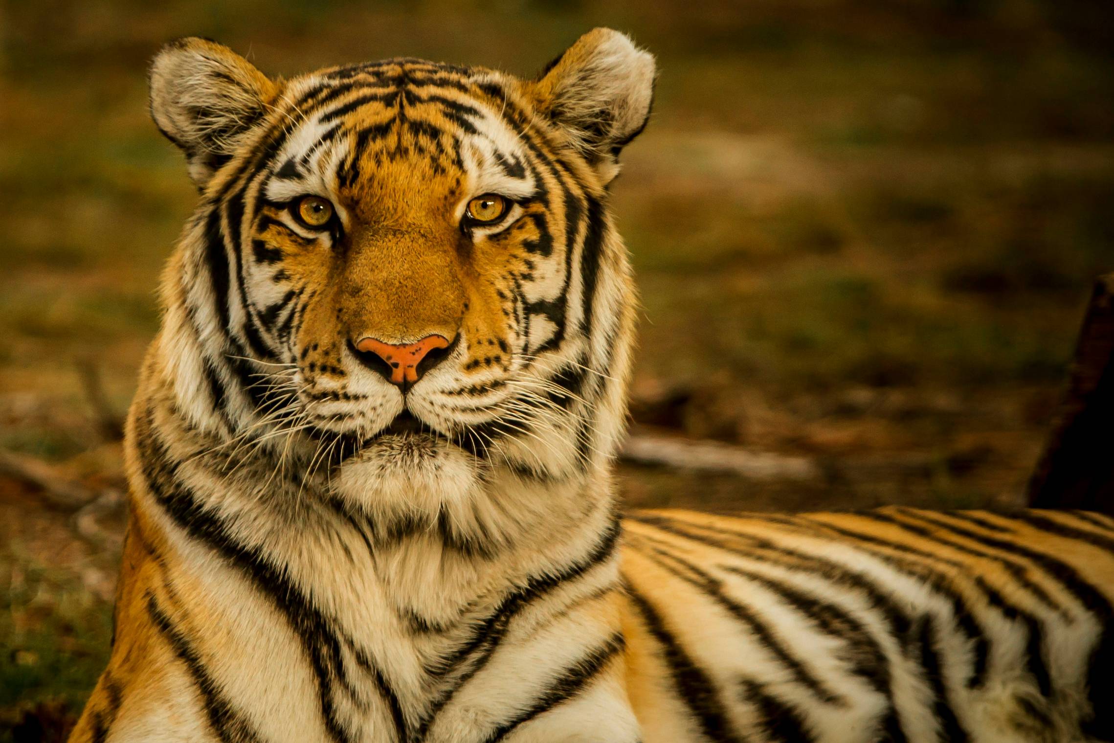बाघों के बारे में WWF के शीर्ष 10 तथ्य