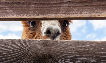 The Most Delightful Facts About Alpacas