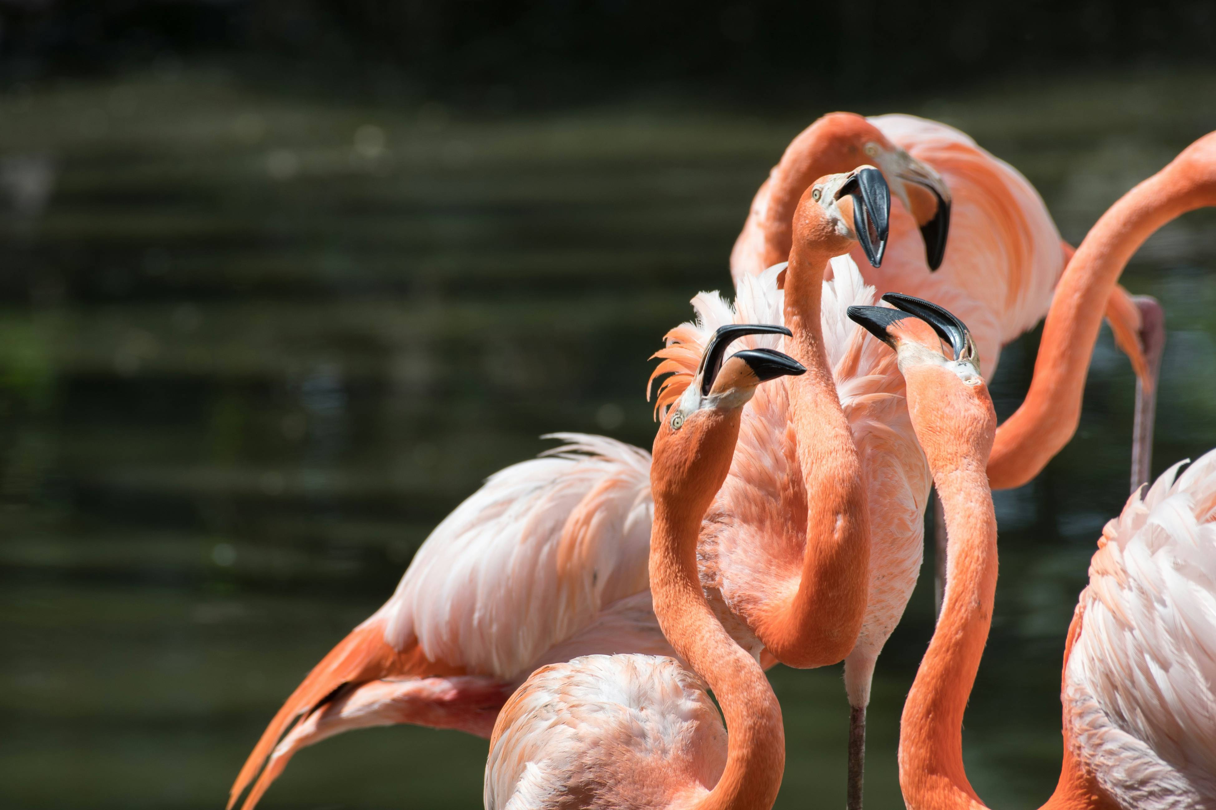 Flamingos' Sun-Fighting Beauty Routine: Keeping the Pink Alive