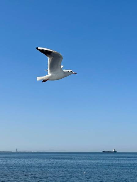 Wings over waves