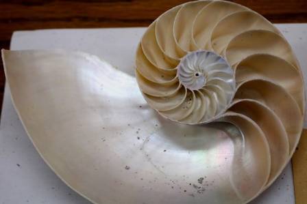 Creating Dimensional Seashell Pattern Artwork