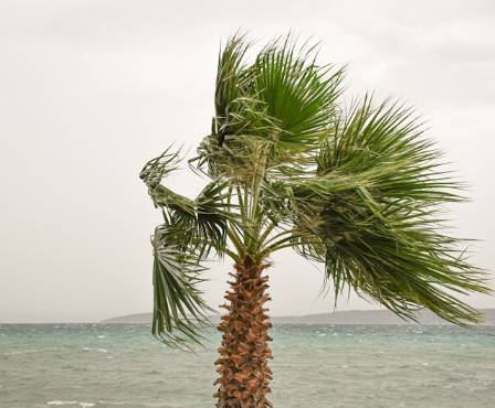 7 Coastal Trees That Flourish by the Sea