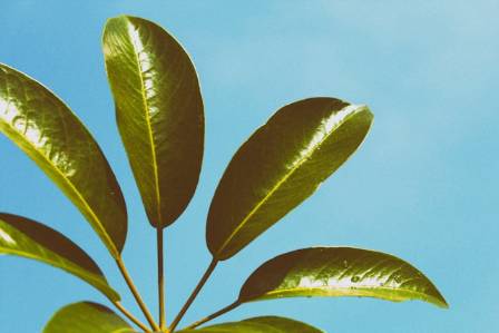 15 Low-Maintenance Indoor Plants Perfect for Beginners