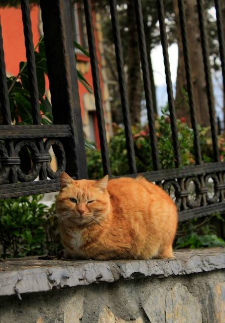 Decoding the Enigmatic "Slow Blink" of Cats