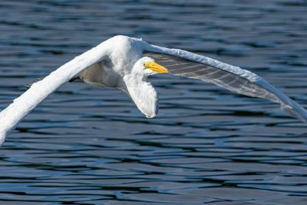 Great Egret: Elegant Hunter of the Wetlands