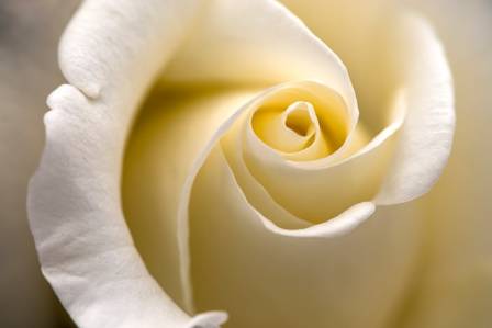 The 6 Most Stunning Roses in the World