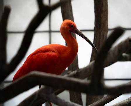 The History and Population Dynamics of the Scarlet Ibis (Eudocimus ruber) in Southern and Southeastern Brazil
