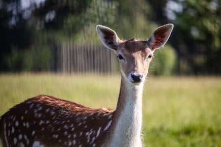The Japanese Sika Deer: Ecology, Culture, and Conservation