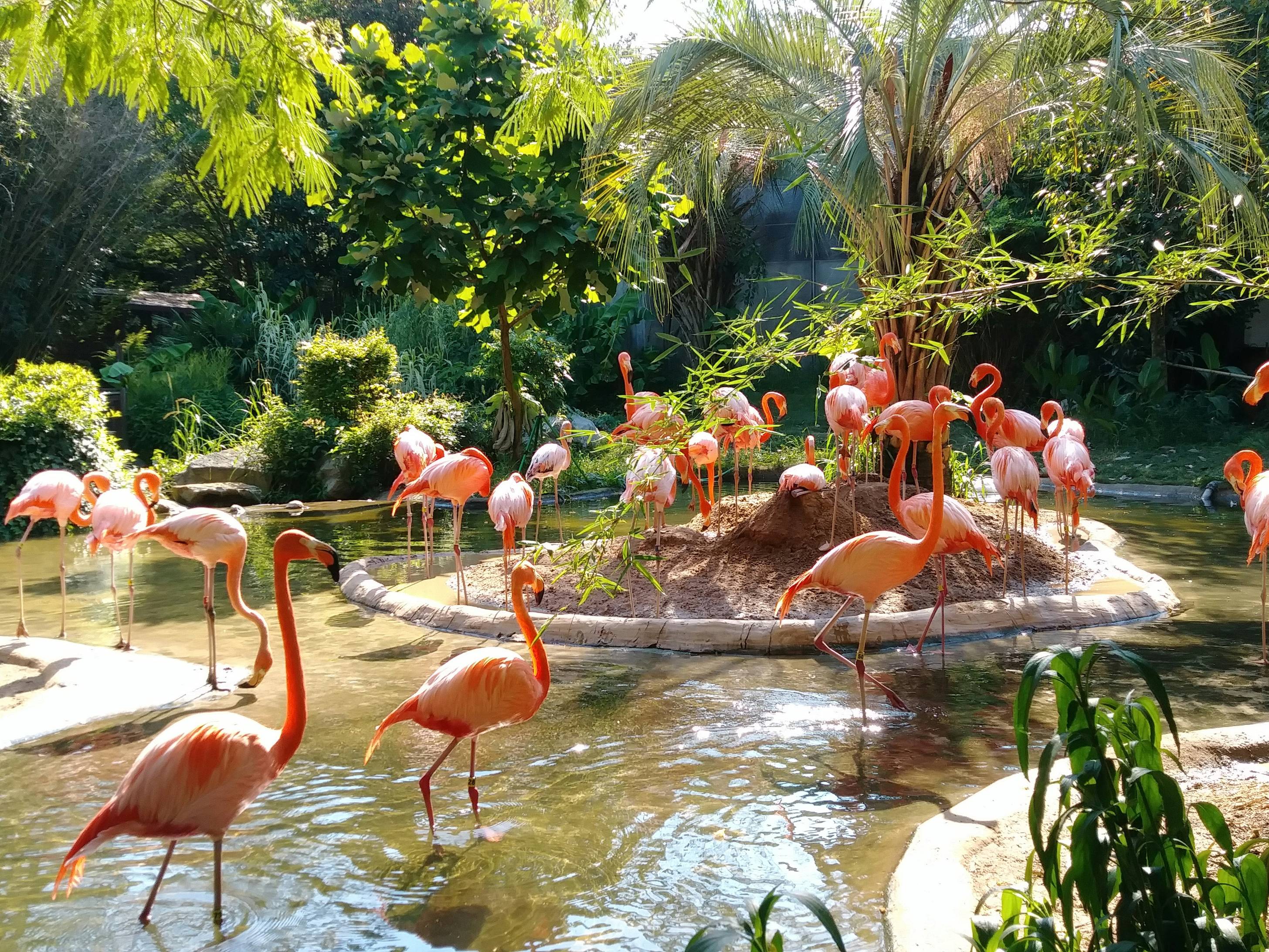 Flamingos' Sun-Fighting Beauty Routine: Keeping the Pink Alive