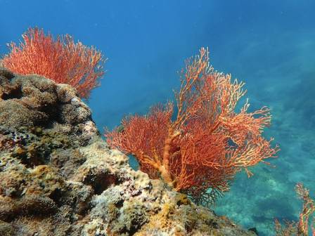 7 Vital Functions of Coral Reefs