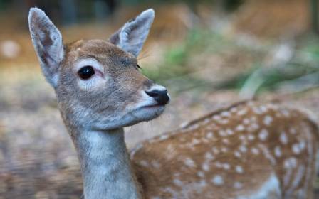 The Japanese Sika Deer: Ecology, Culture, and Conservation