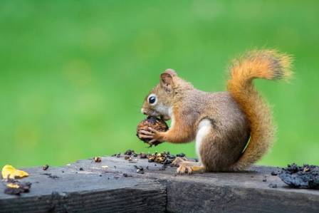 Fascinating Insights Into the World of Squirrels