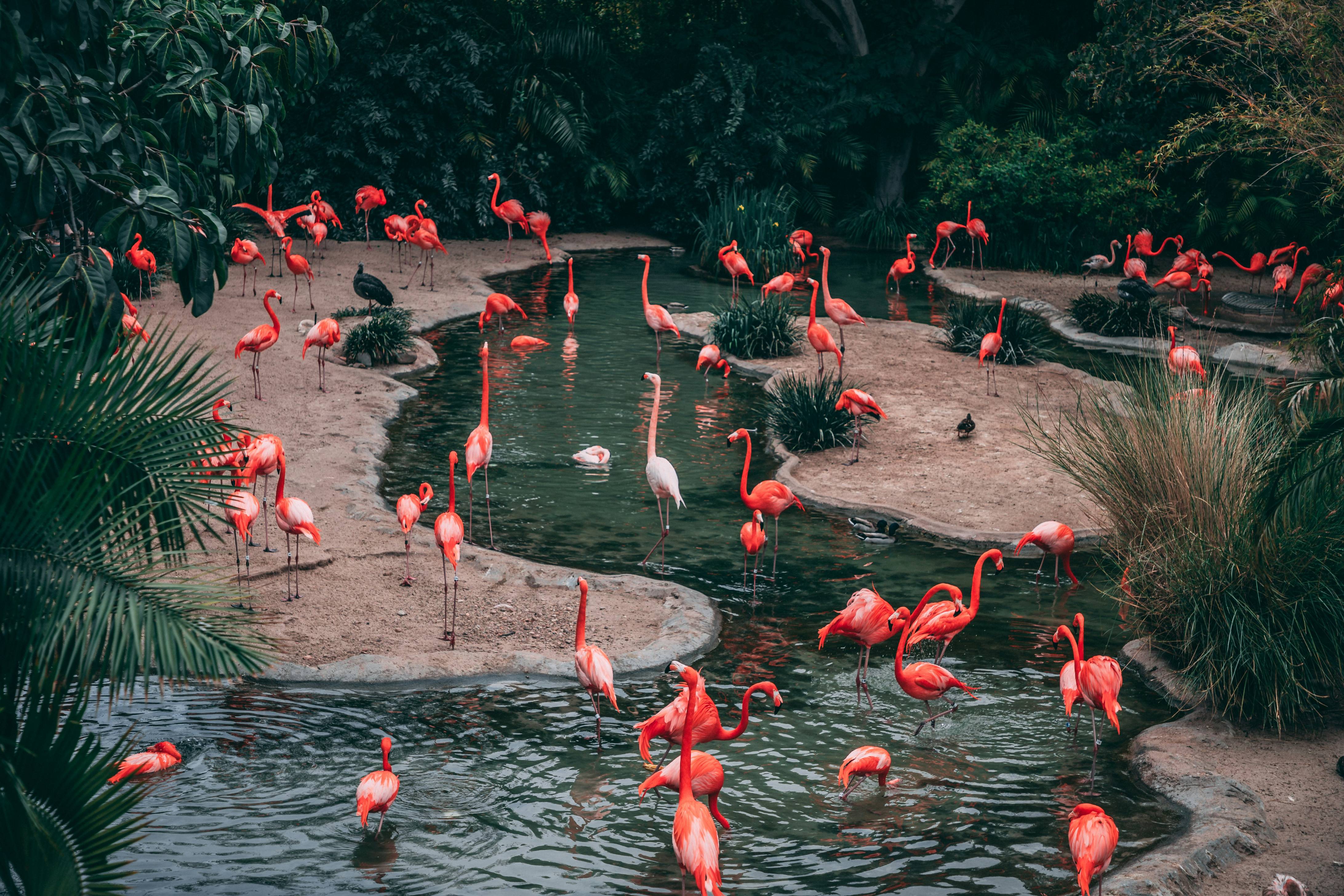Flamingos' Sun-Fighting Beauty Routine: Keeping the Pink Alive