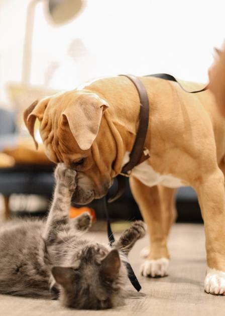 Unraveling the Charm: The Endearing Allure of Dogs and Cats
