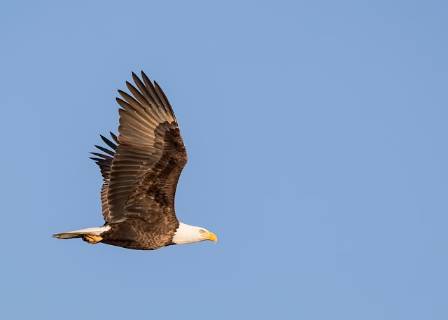 The Bald Eagle: An Emblem of North American Skies